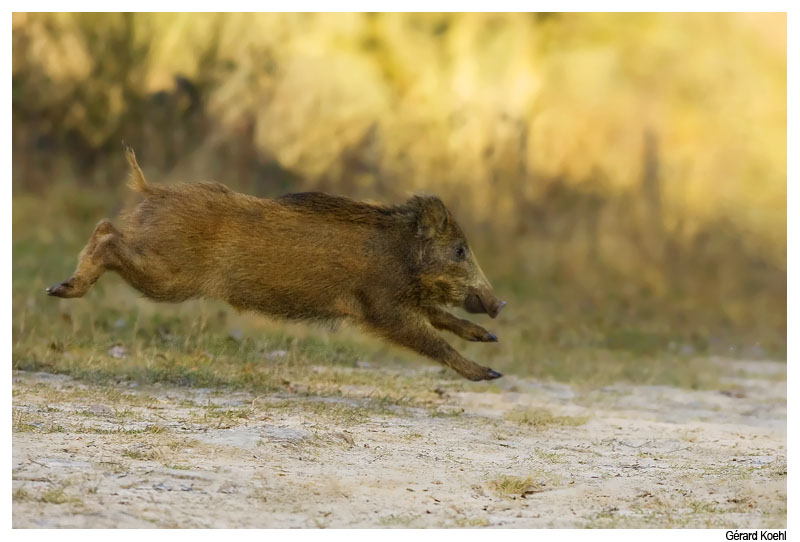  Image name: 30 Cinghiale.jpg 
 width: 800 pixel 
 height: 542 pixel 
 Size: 109675 bytes 
 Click to enlarge 